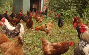 Keeping Chickens