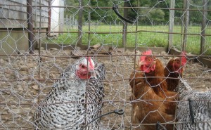 Keeping Chickens