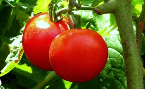 Tomato, Be Self Sufficient