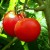 Tomato, Be Self Sufficient