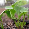 Radish Seedlings - Be Self Sufficient