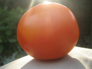 Tomato in the Sun