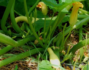 Crookneck Squash in the Garden