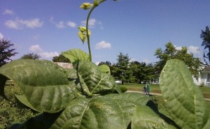 Growing Pole Beans