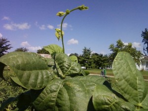 Growing Pole Beans