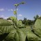 Growing Pole Beans