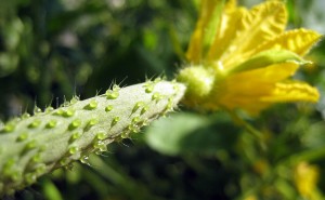Baby Cucumber