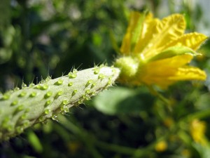 Baby Cucumber