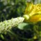 Baby Cucumber