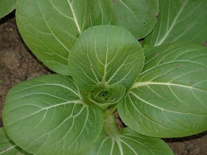 Pak Choi Plant