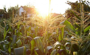 Corn