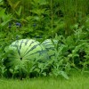 Beautiful Watermelons in garden