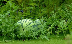 Beautiful Watermelons in garden