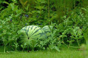 Beautiful Watermelons in garden