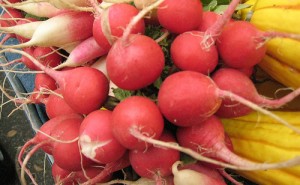 Picture of Radishes.