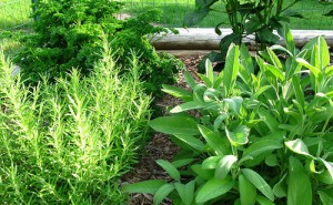 Beautiful Herb Garden