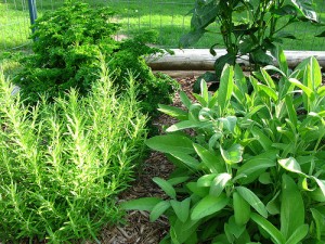 Beautiful Herb Garden