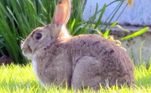 Raising Rabbits