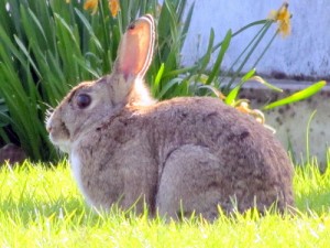 Raising Rabbits