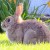 Raising Rabbits