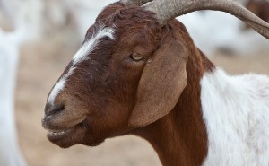 Goat