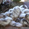 Raising Rabbits Breeding