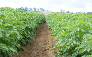 Potato Field
