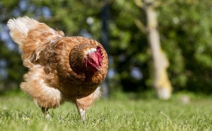 Beautiful Chicken