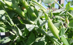 Picture of Snow Peas