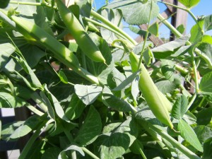 Picture of Snow Peas