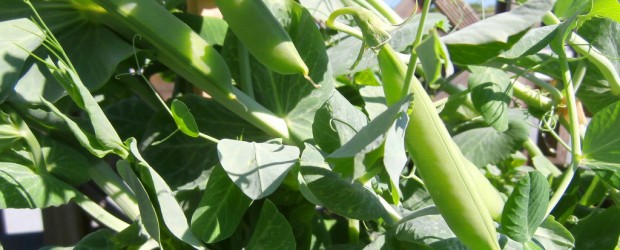 Picture of Snow Peas