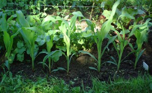 Vegetable Garden