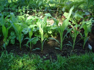 Vegetable Garden