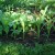 Vegetable Garden