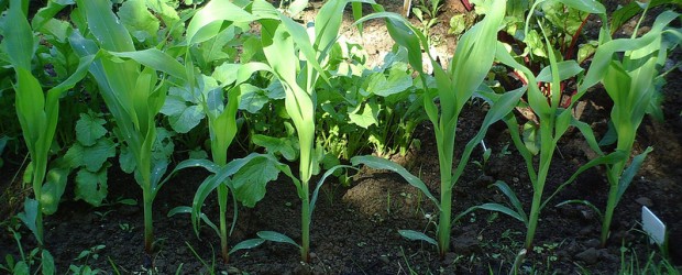 Vegetable Garden