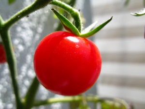 How to Grow Tomatoes