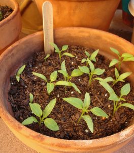 container vegetables